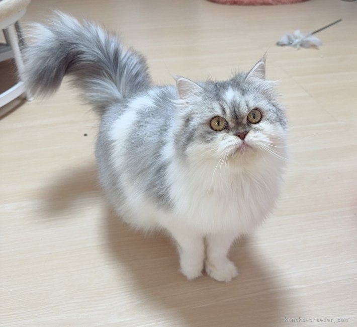 マンチカン【・女の子・2024年6月1日・シルバータビーホワイト】