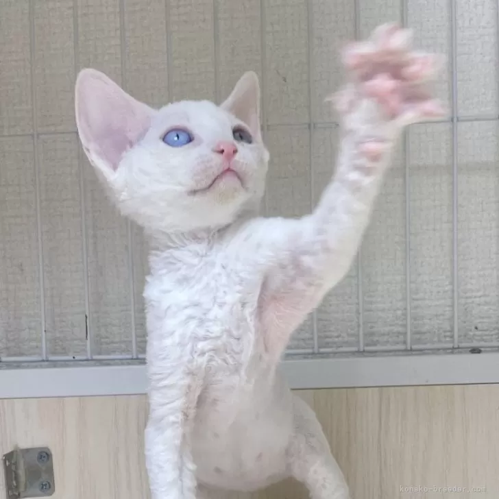 ID:2401-02005の子猫