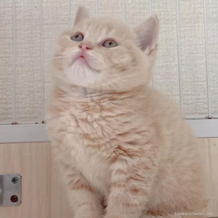 ID：2401-00611の子猫