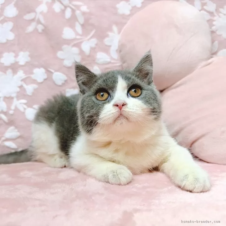 T.Y 様のお迎えした子猫