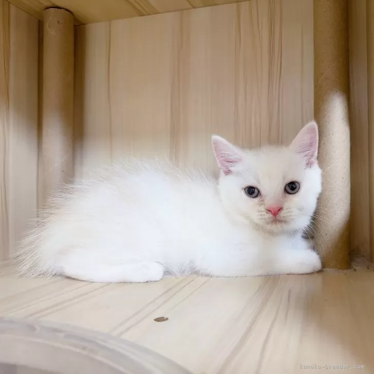 ID：2408-01291の子猫