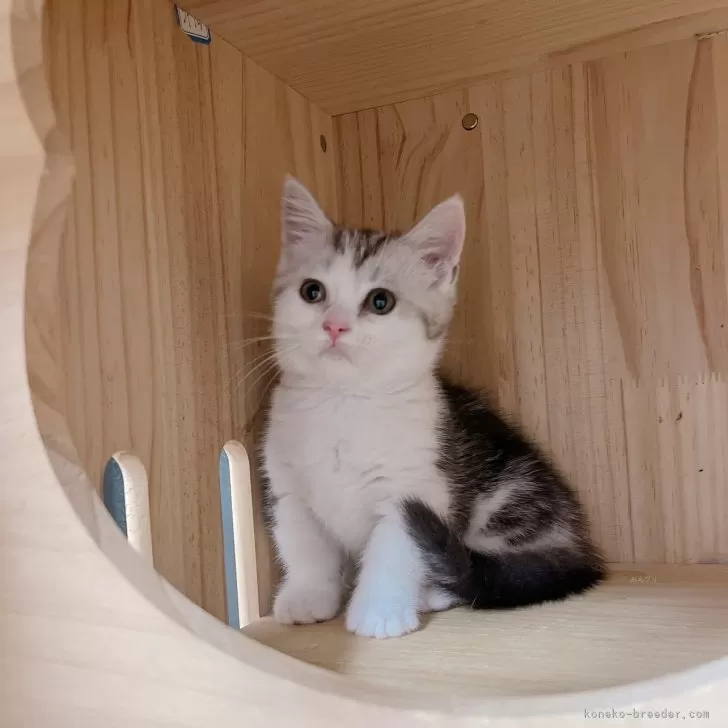 ID：2403-00621の子猫