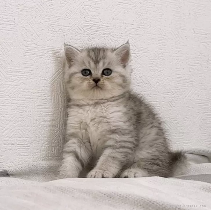 ID:2411-02169の子猫