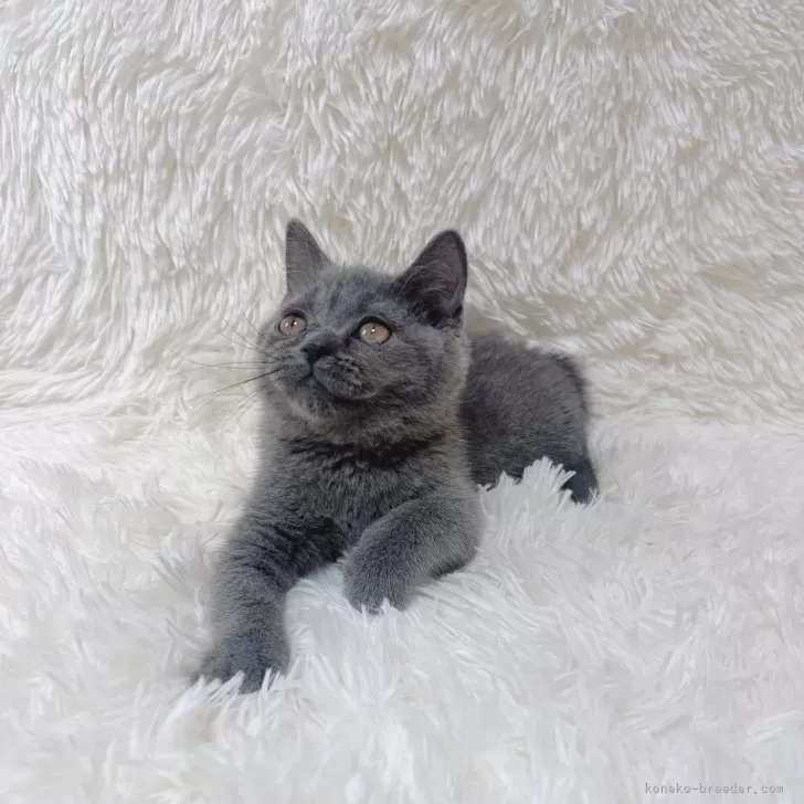 ID：2405-02656の子猫