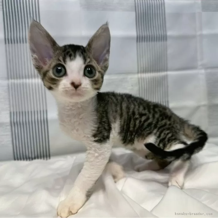 ID：2404-00020の子猫