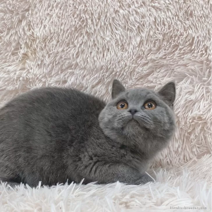 ID:2401-00779の子猫