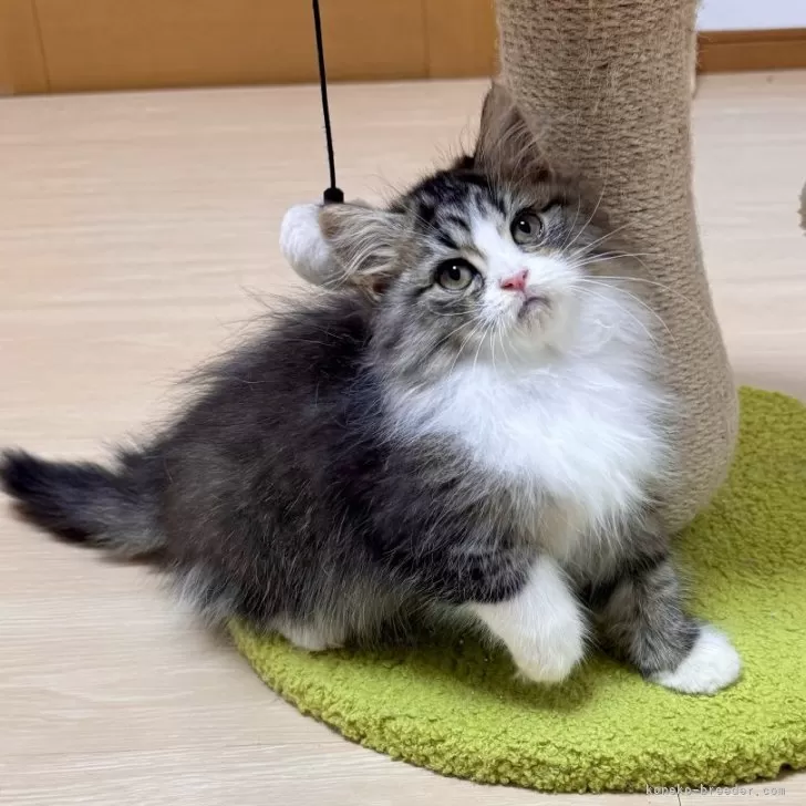 ID:2409-02363の子猫