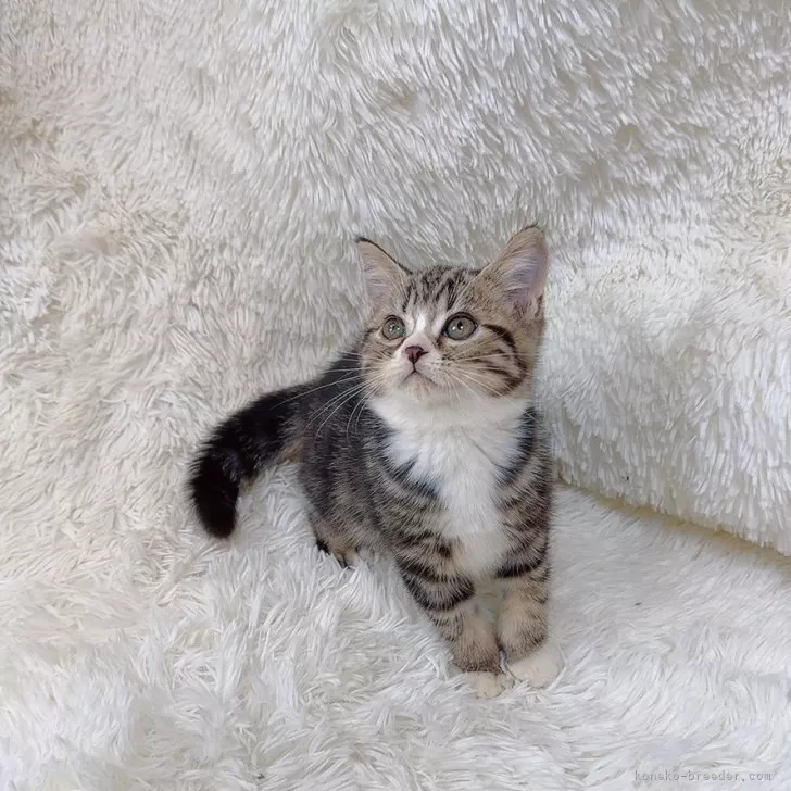 ID:2409-02371の子猫