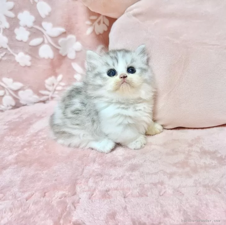 ID:2409-02357の子猫