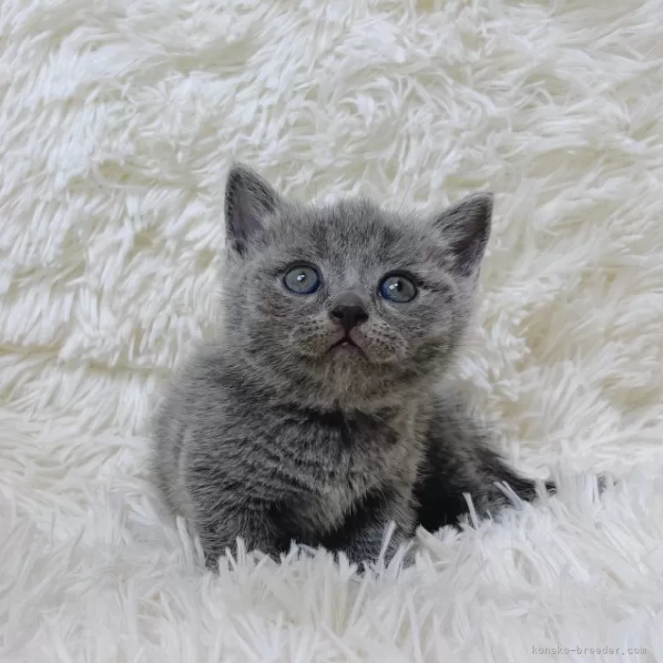 ID：2407-01194の子猫