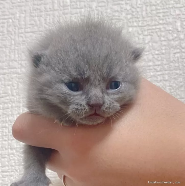 ID：2403-00619の子猫