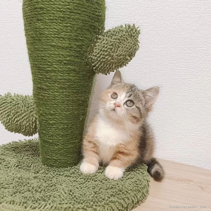 ID:2409-02366の子猫