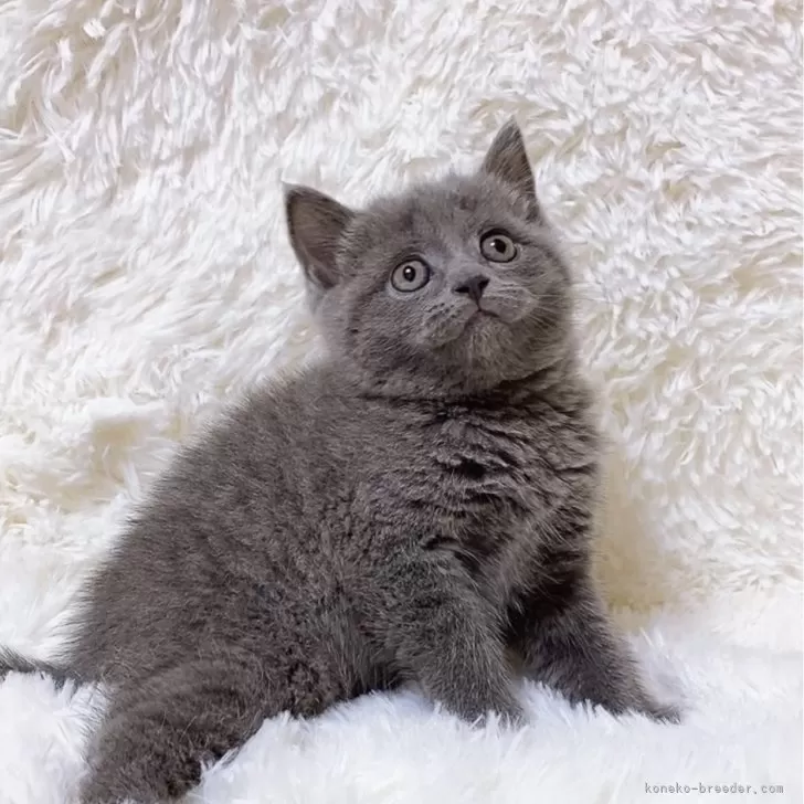 ID:2405-02654の子猫
