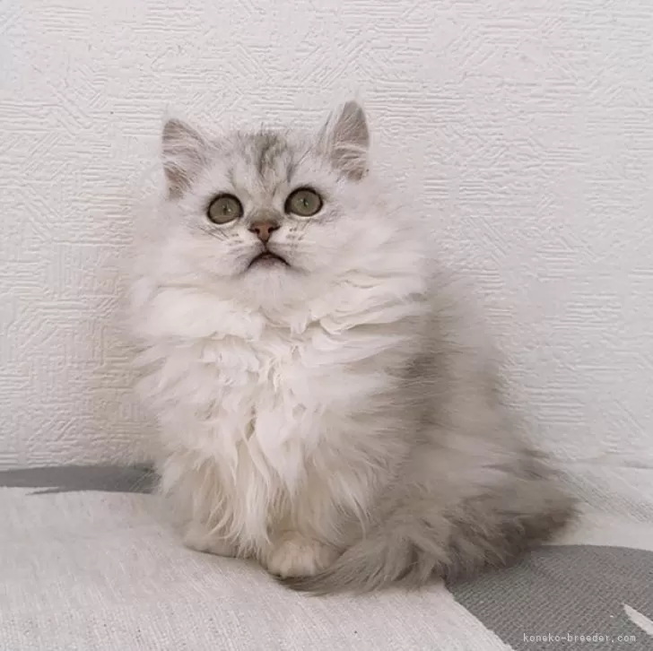 ID：2410-02050の子猫