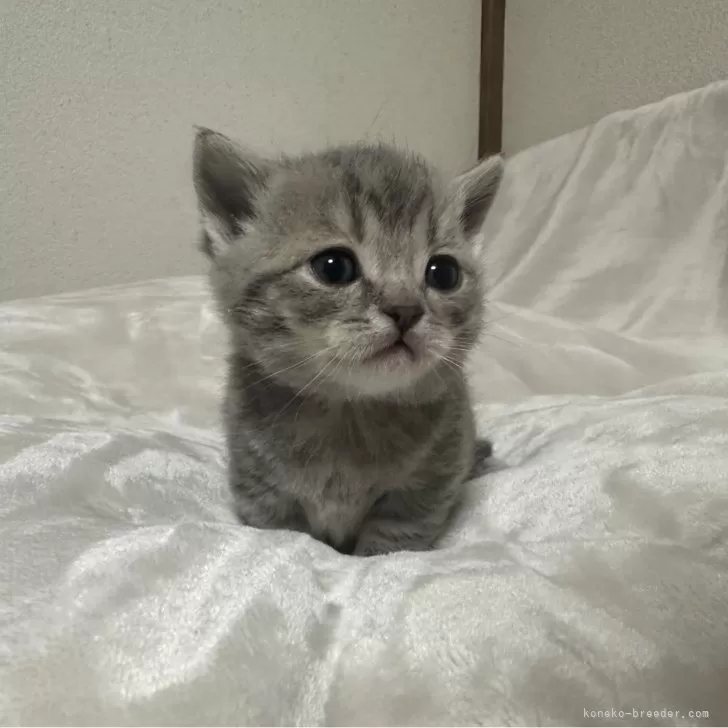 ID：2401-01382の子猫