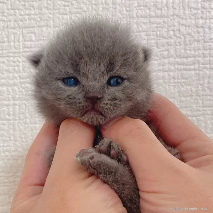 ID:2403-00616の子猫