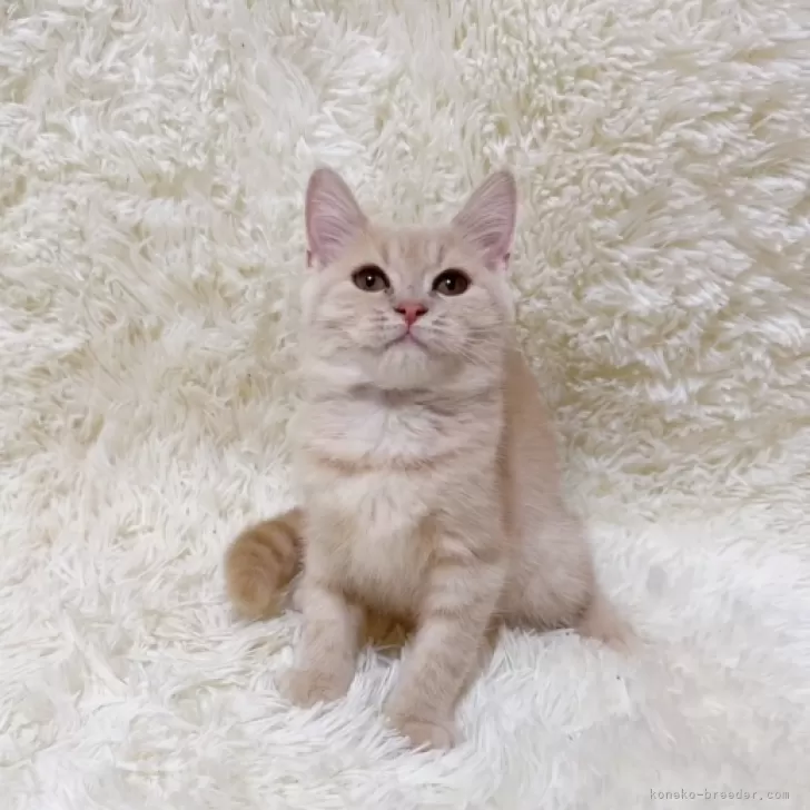 ID:2406-00368の子猫
