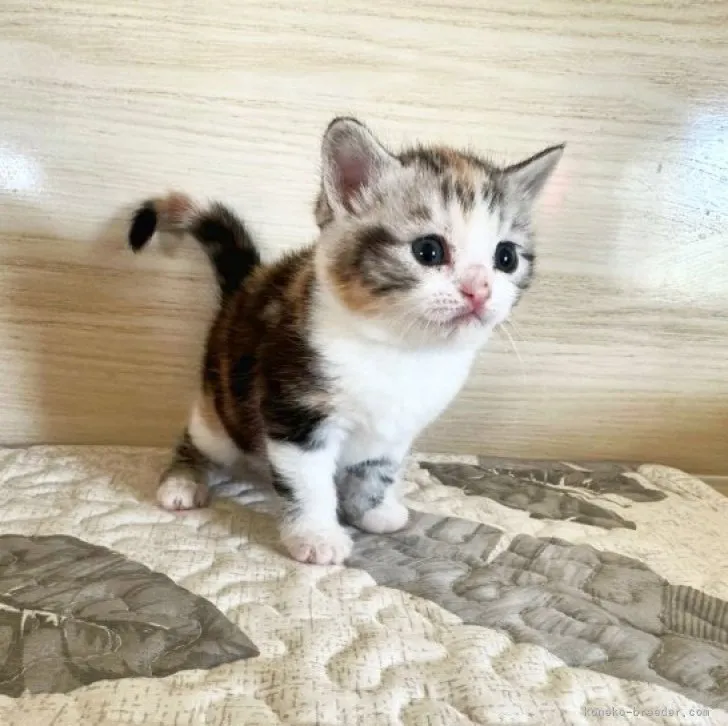 ID：2312-00972の子猫
