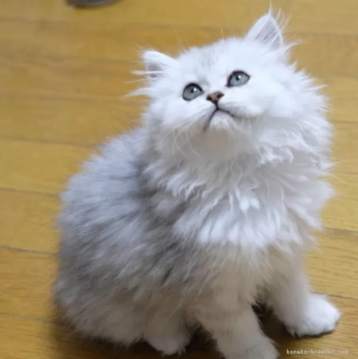 ID：2404-01958の子猫