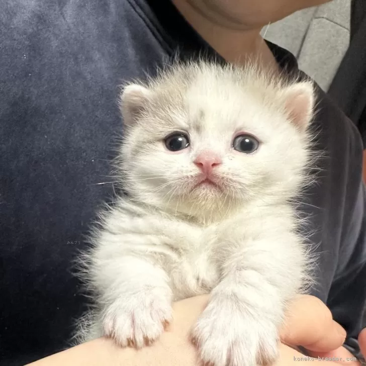 ID:2401-01792の子猫