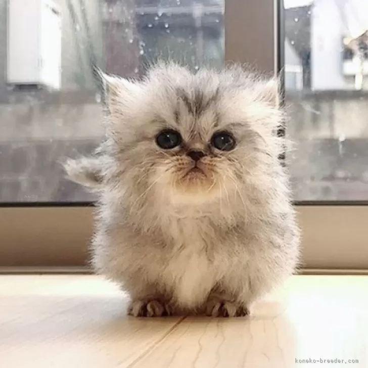 ID:2411-02174の子猫