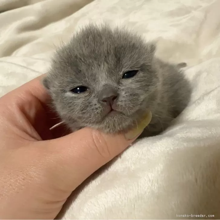 ID:2401-01381の子猫