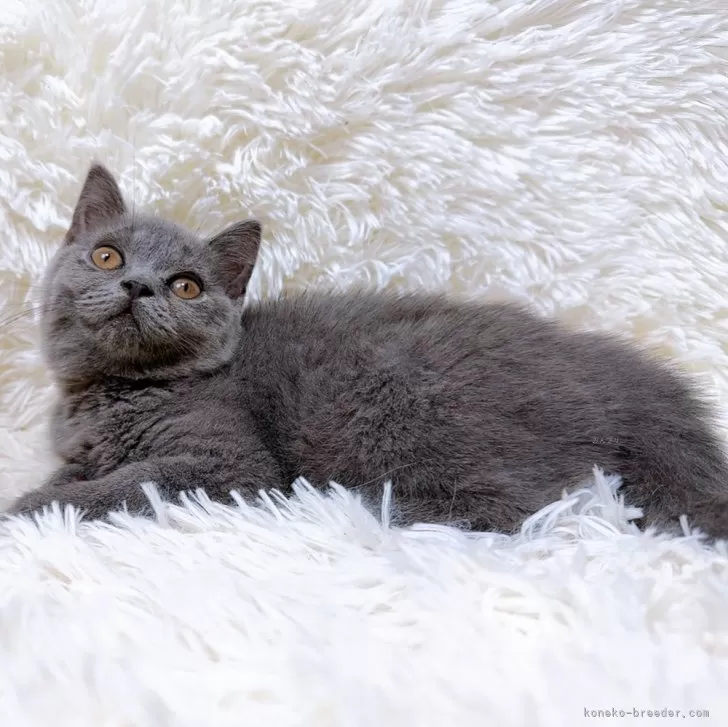 ID:2407-02146の子猫