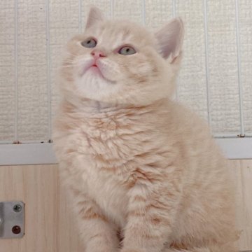 マンチカン(長足)【千葉県・女の子・2023年12月25日・クリーム】の写真「全身クリーム、肉球と鼻はピンク🩷
一人っ子娘！」