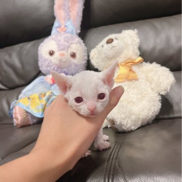 デボンレックス【千葉県・男の子・2023年12月18日・ホワイト】の写真「全身真っ白！」