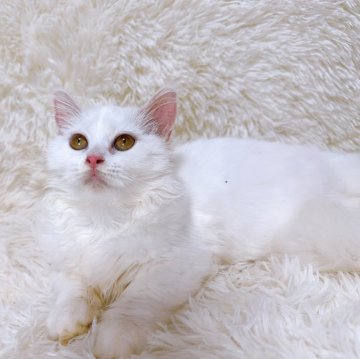 ミヌエット【千葉県・女の子・2024年4月10日・ホワイト】の写真「華奢な雰囲気のお姫様 👸」