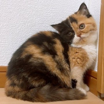 マンチカン(長足)【千葉県・女の子・2024年8月15日・キャリコ】の写真「年末セール❣ワクチン代込み❣️普段は元気満々❣️」