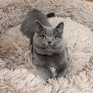 マンチカン(短足)【千葉県・女の子・2024年6月17日・ブルー】の写真「〜年末セール〜まん丸な顔が可愛い🩷」