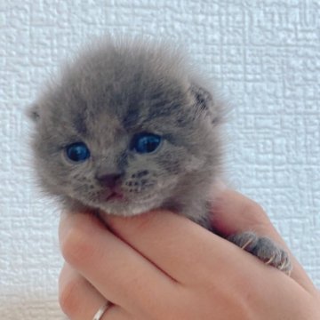 ブリティッシュショートヘア【千葉県・男の子・2024年2月22日・ブルー】の写真「まん丸顔の団子！」