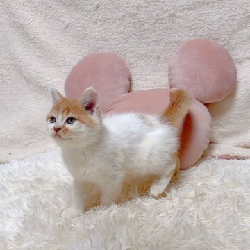 マンチカン(長足)【千葉県・男の子・2024年8月15日・レッドタビーホワイト】の写真「兄弟で一番大きい❣️ご飯もりもり食べるデブちゃん❤」