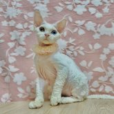 デボンレックス