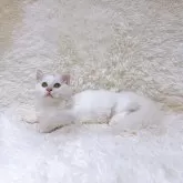 ミヌエット(短足)【千葉県・男の子・2024年4月10日・ブルーホワイト】の写真2