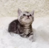 マンチカン(短足)【千葉県・男の子・2024年6月6日・シルバータビー】の写真3