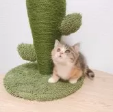 マンチカン(短足)【千葉県・女の子・2024年8月15日・キャリコ】の写真3