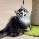 マンチカン(長足)【千葉県・男の子・2024年8月15日・ブラウンタビーホワイト(ややロング)】の写真3