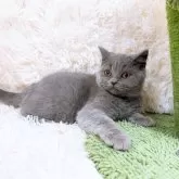 ブリティッシュショートヘア【千葉県・男の子・2024年8月23日・ブルー】の写真4