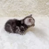 マンチカン(短足)【千葉県・男の子・2024年6月6日・シルバータビー】の写真4