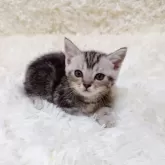 マンチカン(短足)【千葉県・男の子・2024年6月6日・シルバータビー】の写真5