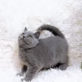 ブリティッシュショートヘア【千葉県・男の子・2024年8月23日・ブルー】の写真5