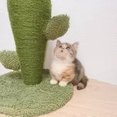 マンチカン(短足)【千葉県・女の子・2024年8月15日・キャリコ】の写真5