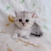 ミヌエット(短足)【千葉県・女の子・2025年8月5日・シルバータビー】の写真10