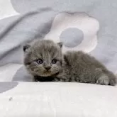 ブリティッシュロングヘア【千葉県・女の子・2025年4月8日・ブルー】の写真13