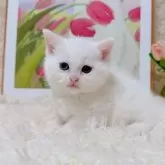 マンチカン(短足)【千葉県・男の子・2025年9月15日・ホワイト】の写真7