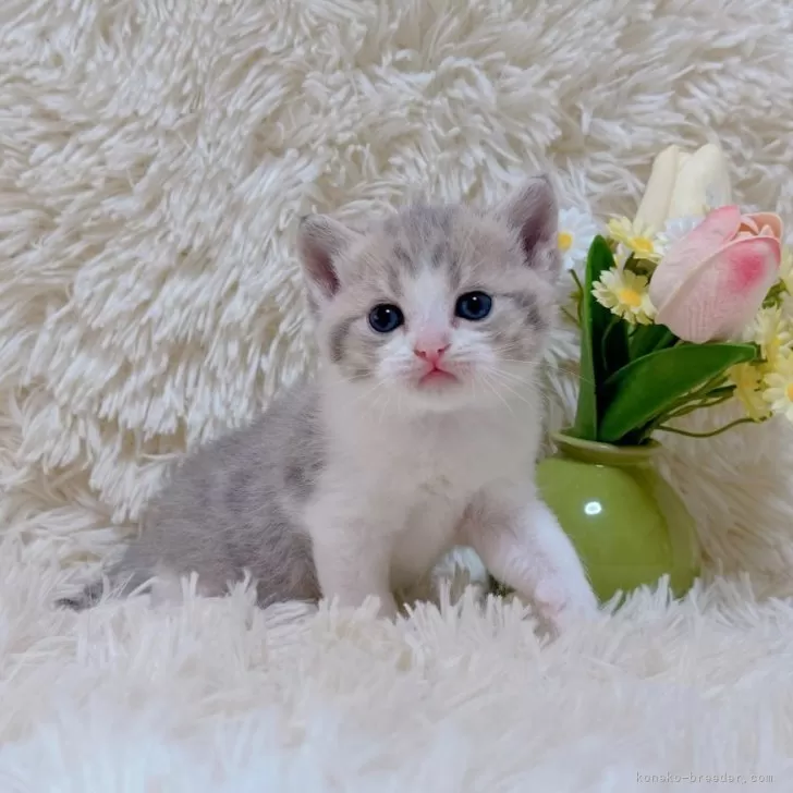 ID：2508-00046の子猫