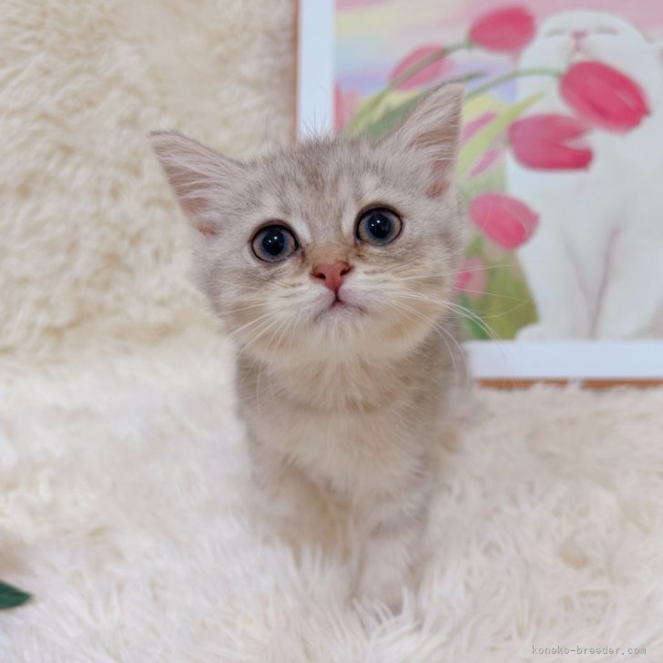 ブリーダー画像