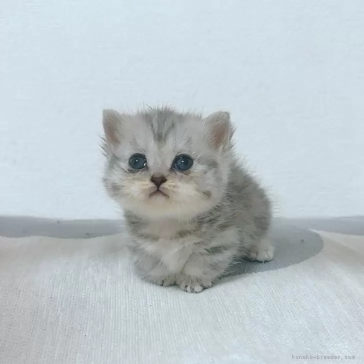 ID:2501-02232の子猫